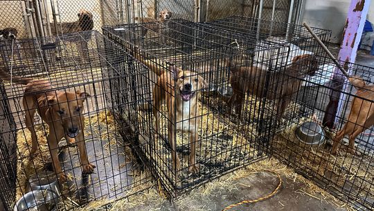 60 dogs saved from defunct rescue organization