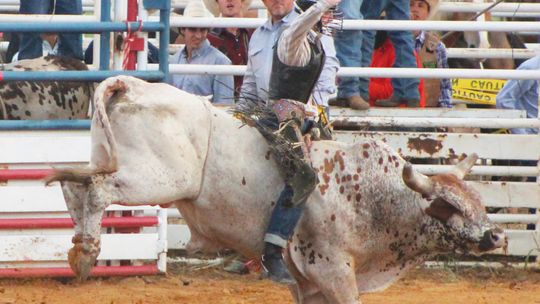 66th Annual WRC Rodeo draws record crowds