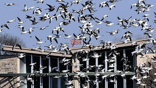‘Adopt-a-Goose’ deadline is Sept. 1