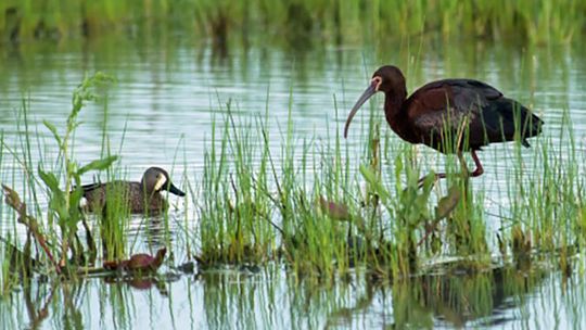 Bird enthusiasts invited to join experts at Hagerman NWR