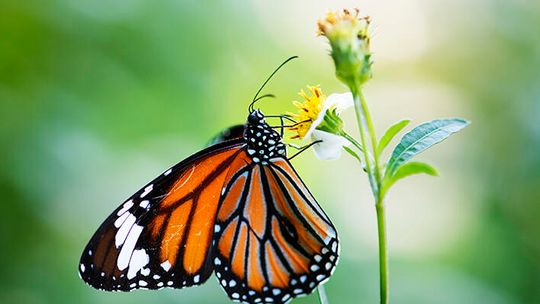 Butterfly Garden stroll set for Saturday
