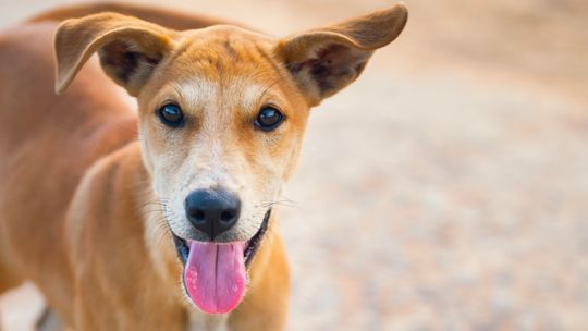 City, county to partner on animal control services for loose dogs