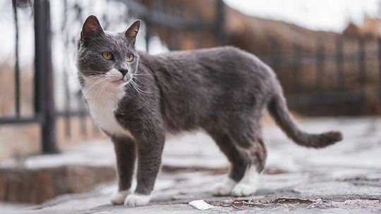 City of W’boro to host second  feral cat TNR program in January