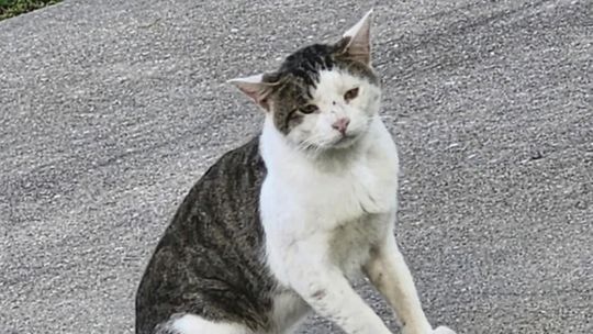 Distemper outbreak detected among animals in Whitesboro