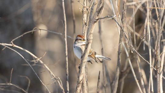 Educational opportunities at Hagerman NWR tomorrow