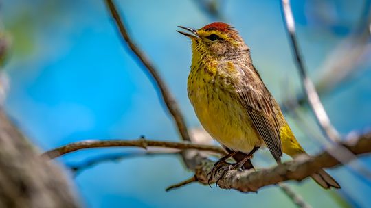 Flock to Hagerman NWR for fun classes Saturday