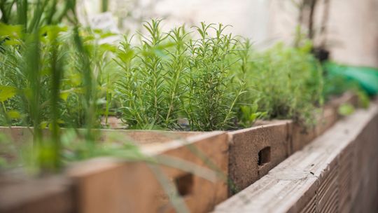 Frontier Village to host herb garden workshop