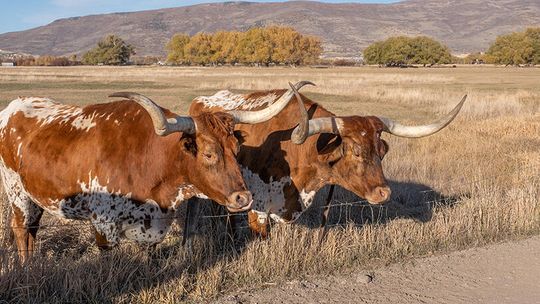 Gina Hinojosa makes her case to rural Texas