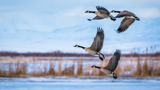 Hagerman NWR ‘Adopt-a-Goose’ fundraiser begins; July 5 ‘Little Sit’ program, tram tours canceled