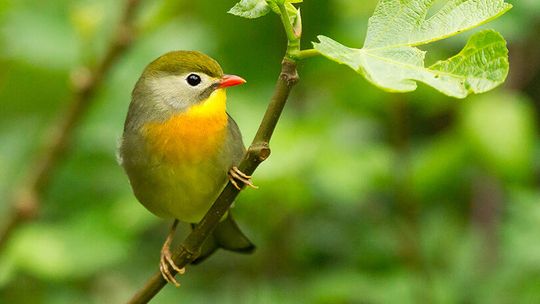 Hagerman NWR free beginner birding course begins this Saturday