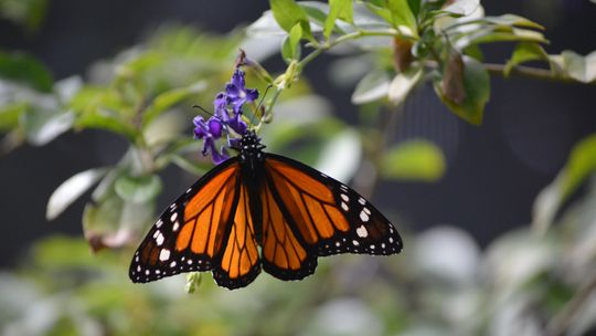 Hagerman NWR hosts free programs, tours this Saturday