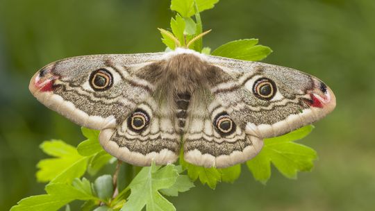 Hagerman NWR presents free moth program for kids