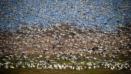 Hagerman NWR to host Christmas Bird Count Dec. 20