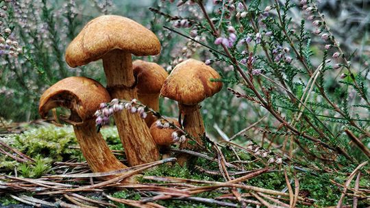 Hagerman NWR to host free Refuge Rocks this Saturday
