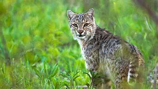 ‘Mammals of Texoma’ program expected to proceed on July 12