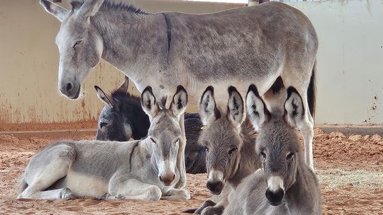Nation’s first donkey hospital opens in Collinsville