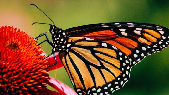 Nature activities slated for this Saturday at Hagerman NWR