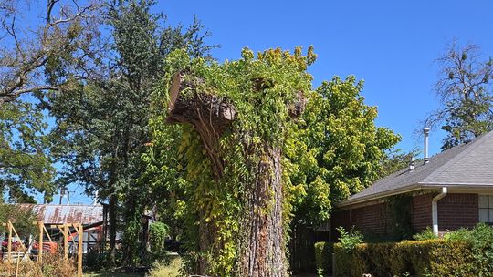 Old oak to get new life as Collinsville pirate