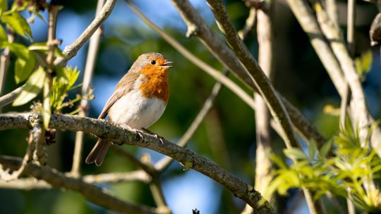 Sherman-Hagerman Bird Festival slated for May 16 at Hagerman NWR
