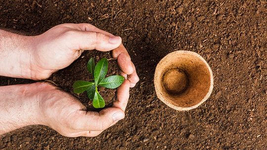 Sow the seeds of faith early and often