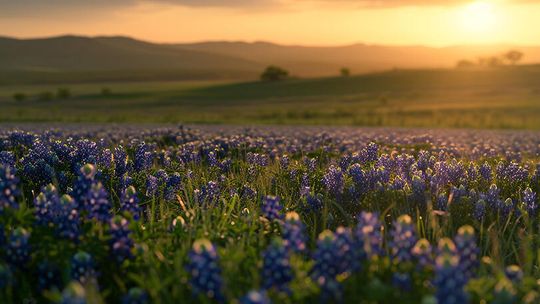 Texas Independence isn’t a party
