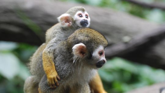 The brilliance of monkeys