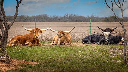 This is Texas