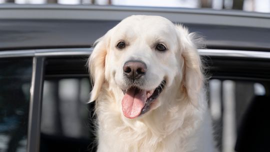 Tips for summer road trips with pets