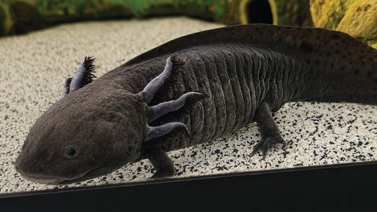 W’boro Library welcomes new pet axolotl, hosts naming contest