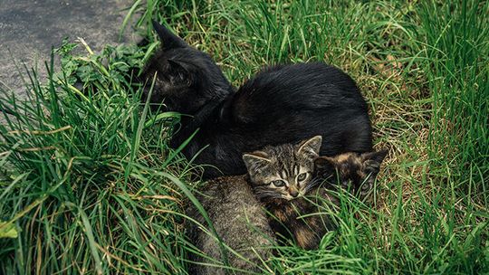 Whitesboro launches feral cat program