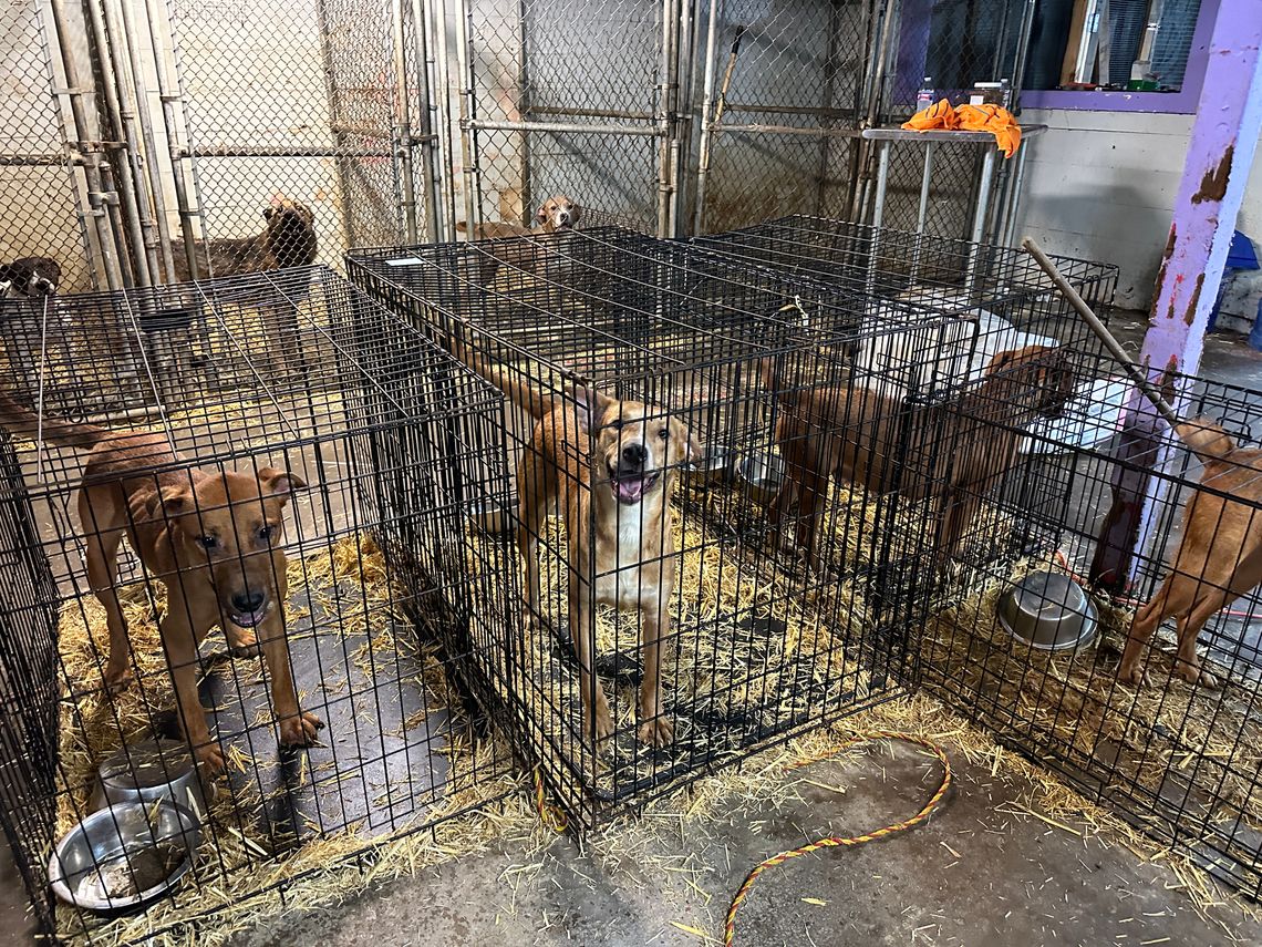 60 dogs saved from defunct rescue organization