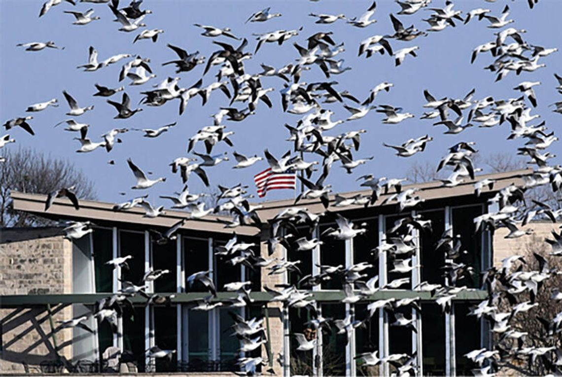 ‘Adopt-a-Goose’ deadline is Sept. 1 ‘Adopt-a-Goose’ deadline is Sept. 1