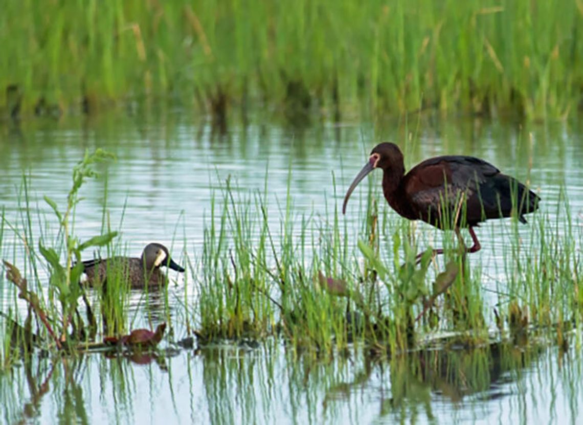 Bird enthusiasts invited to join experts at Hagerman NWR