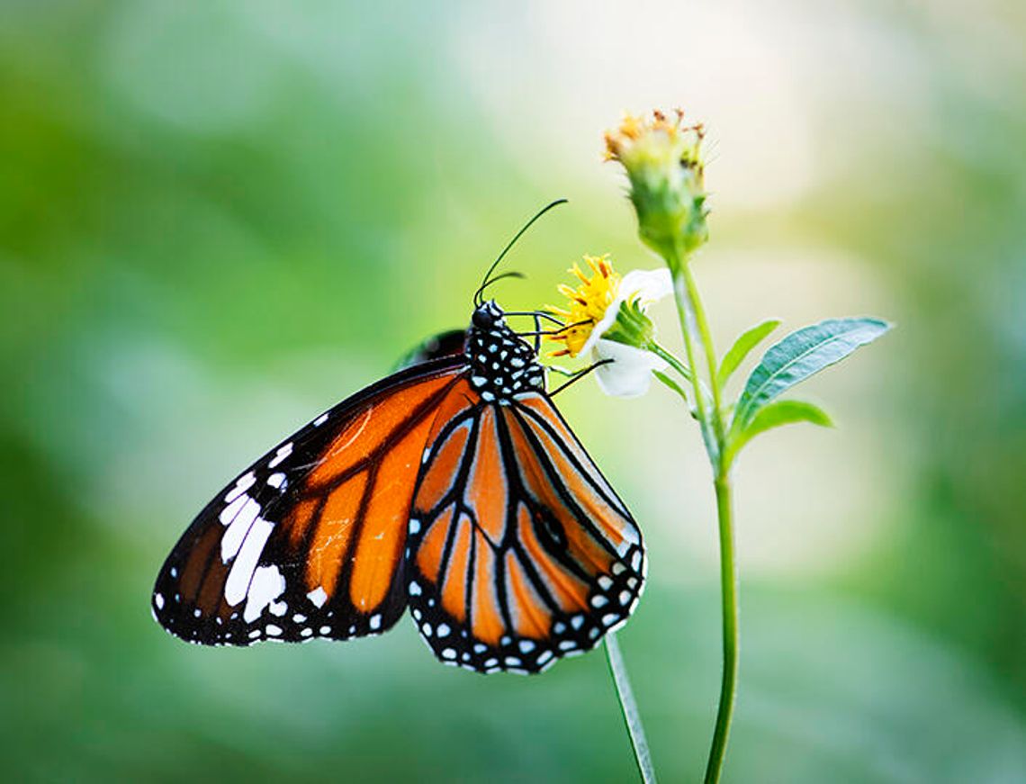 Butterfly Garden stroll set for Saturday Butterfly Garden stroll set for Saturday