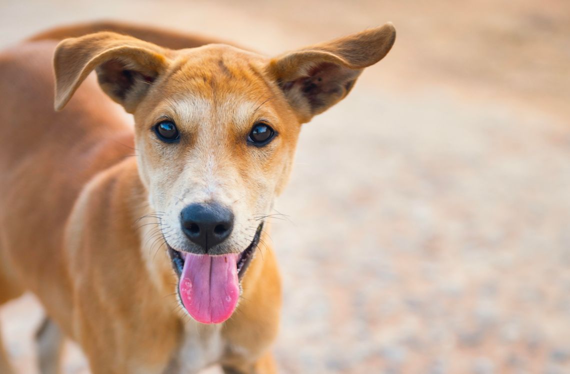 City, county to partner on animal control services for loose dogs City, county to partner on animal control services for loose dogs