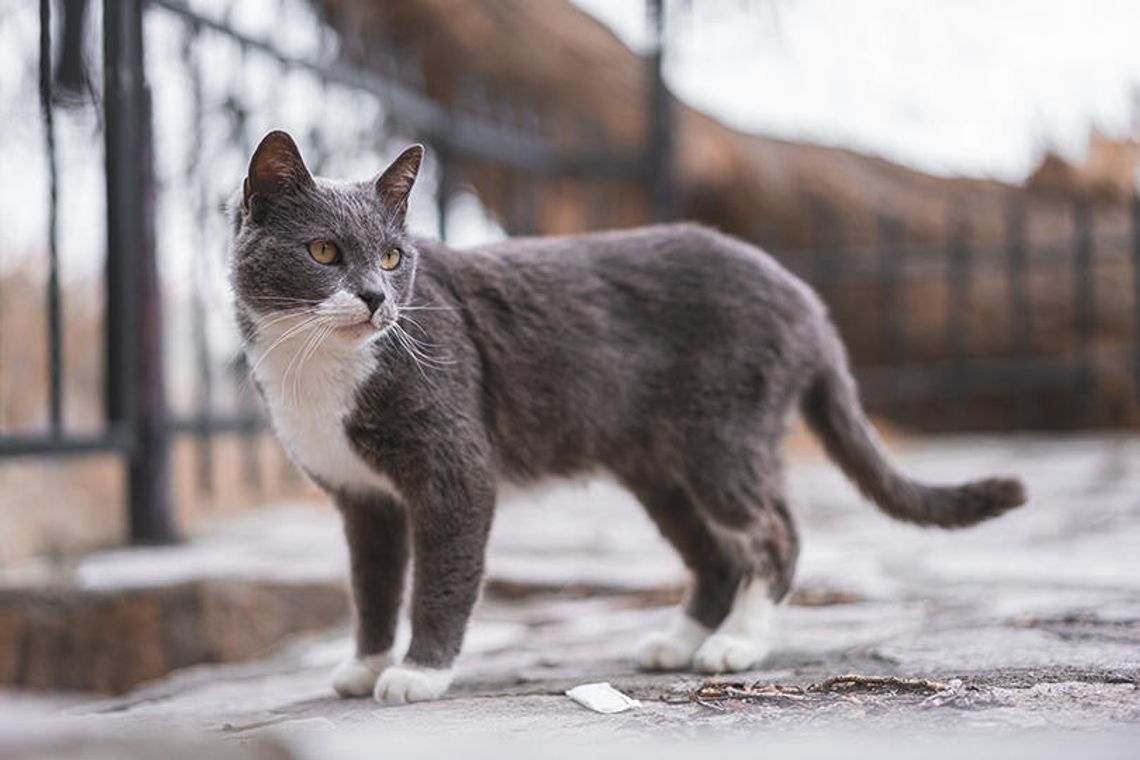 City of W’boro to host second  feral cat TNR program in January