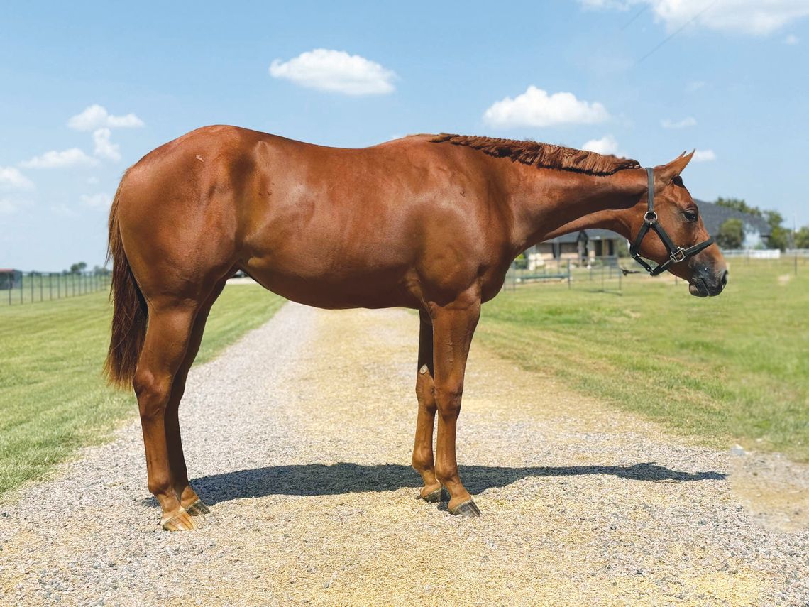 Collinsville’s 3-Up Farm trains horses, builds horsemen