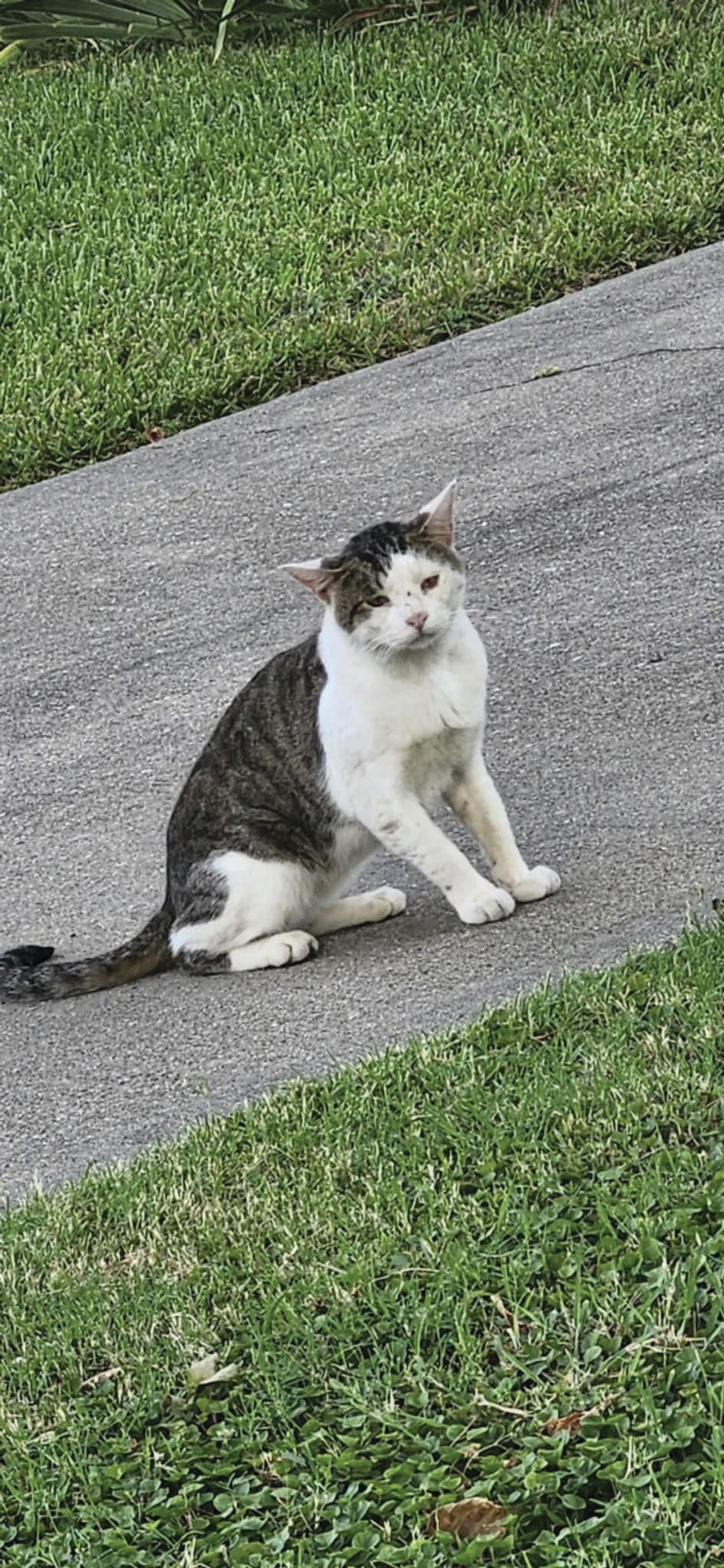 Distemper outbreak detected among animals in Whitesboro