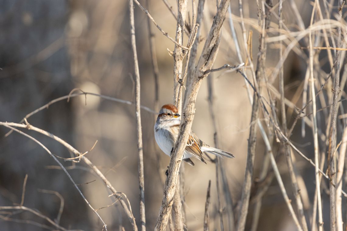 Educational opportunities at Hagerman NWR tomorrow