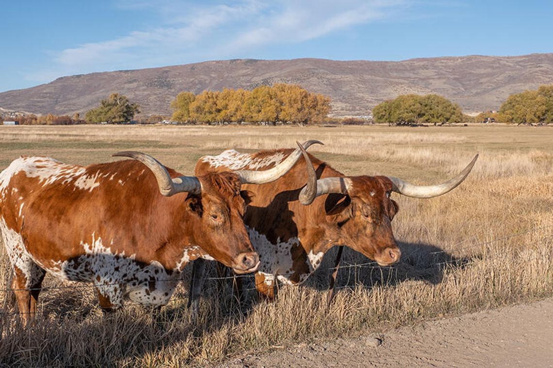 Gina Hinojosa makes her case to rural Texas Gina Hinojosa makes her case to rural Texas