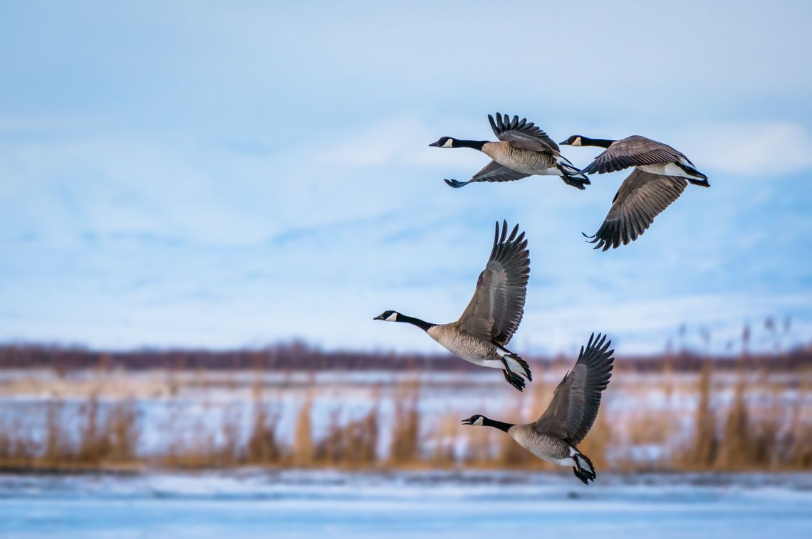 Hagerman NWR ‘Adopt-a-Goose’ fundraiser begins; July 5 ‘Little Sit’ program, tram tours canceled Hagerman NWR ‘Adopt-a-Goose’ fundraiser begins; July 5 ‘Little Sit’ program, tram tours canceled