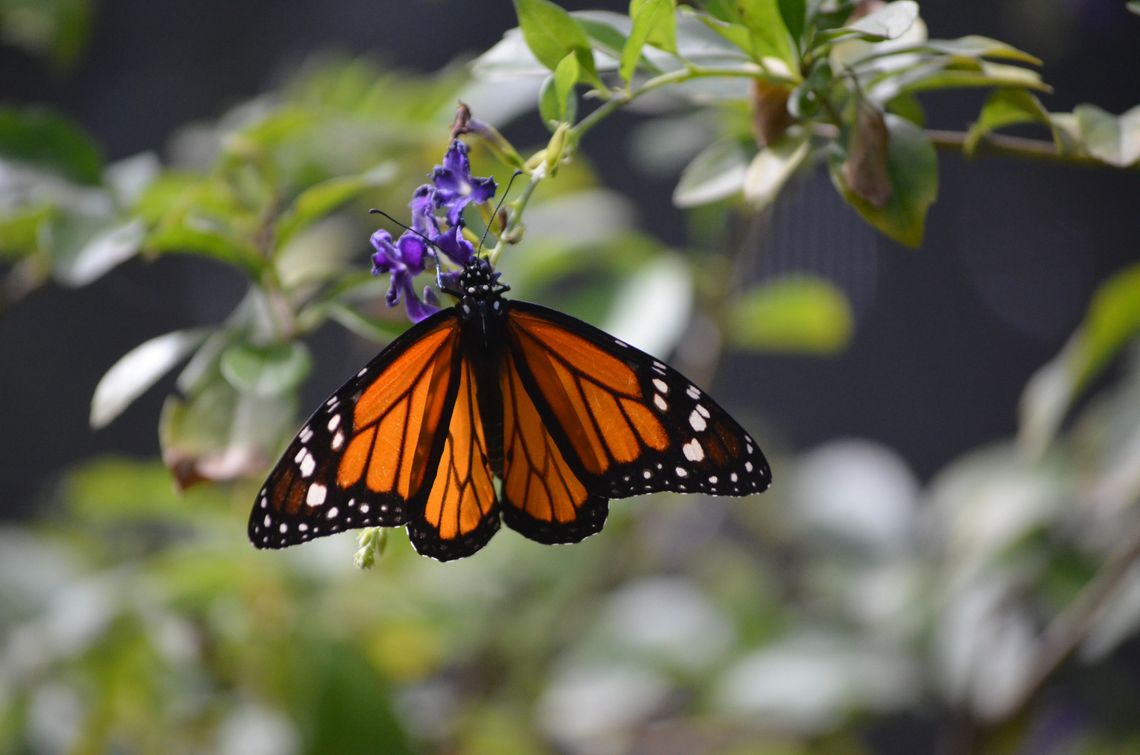Hagerman NWR hosts free programs, tours this Saturday Hagerman NWR hosts free programs, tours this Saturday
