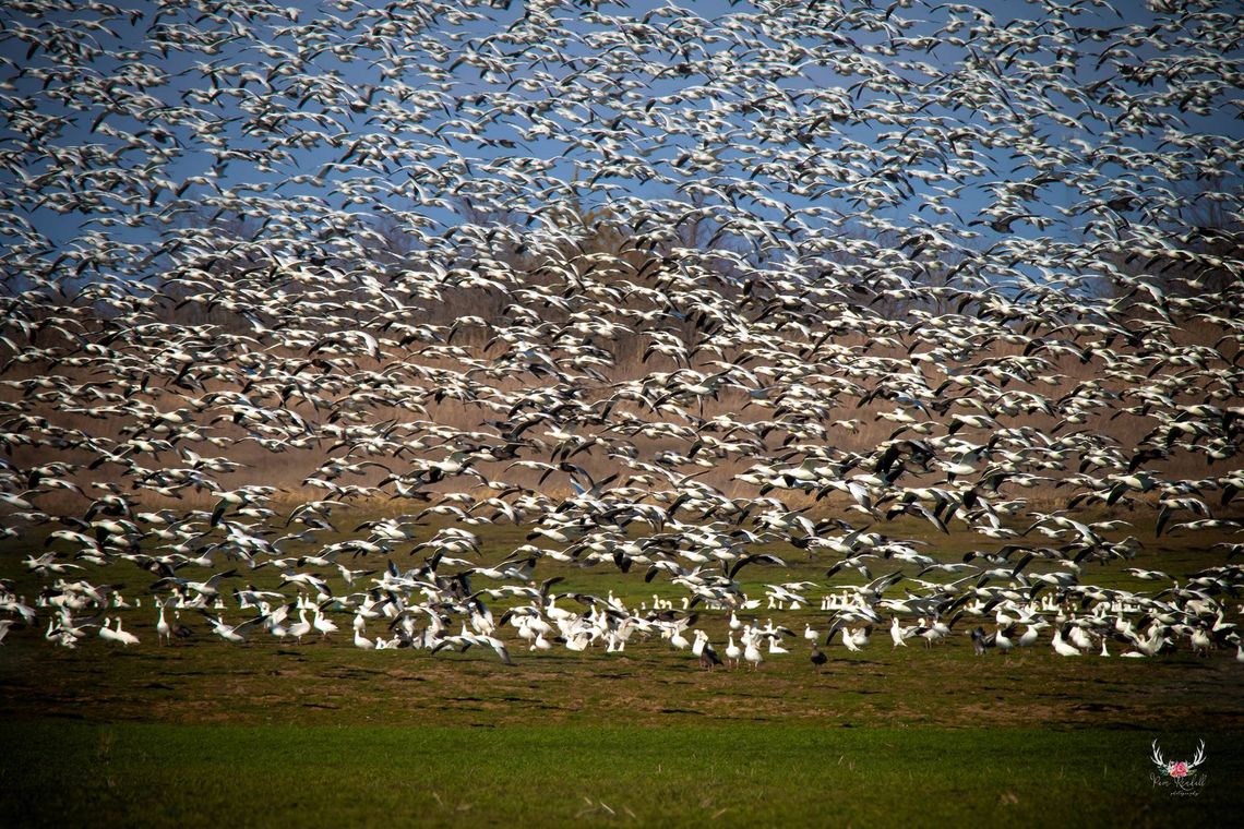 Hagerman NWR to host Christmas Bird Count Dec. 20 Hagerman NWR to host Christmas Bird Count Dec. 20
