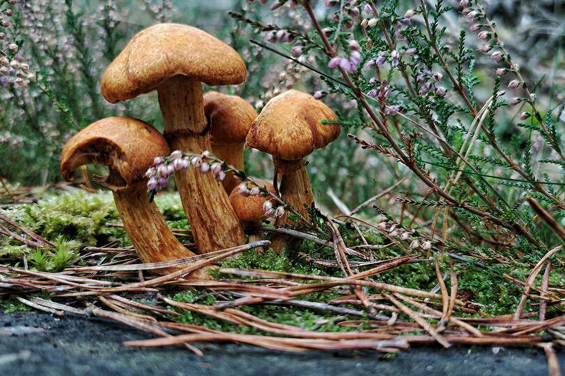 Hagerman NWR to host free Refuge Rocks this Saturday
