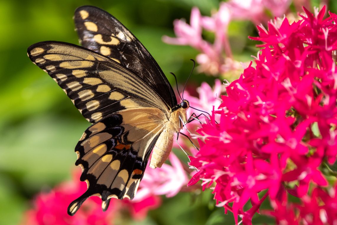 Hagerman to host butterfly garden stroll