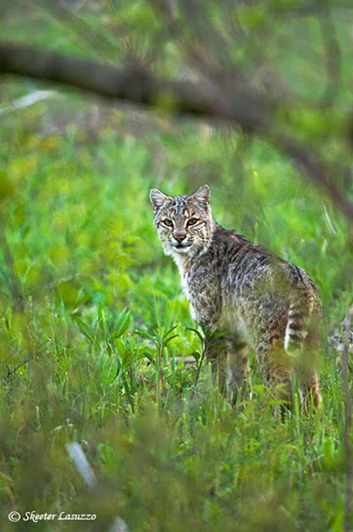 ‘Mammals of Texoma’ program expected to proceed on July 12 ‘Mammals of Texoma’ program expected to proceed on July 12