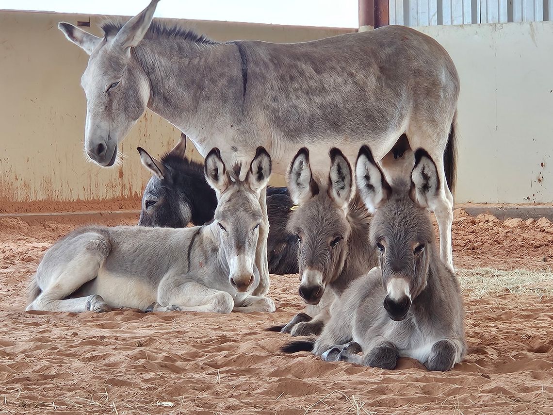 Nation’s first donkey hospital opens in Collinsville Nation’s first donkey hospital opens in Collinsville