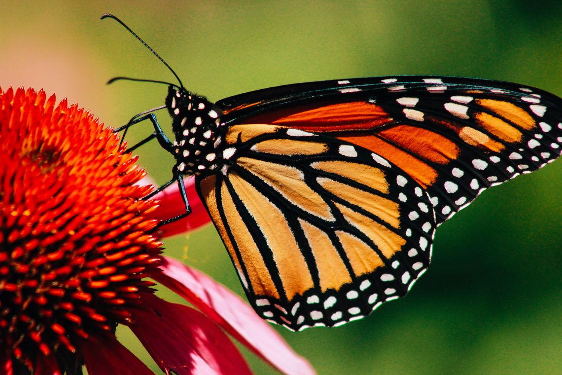 Nature activities slated for this Saturday at Hagerman NWR Nature activities slated for this Saturday at Hagerman NWR