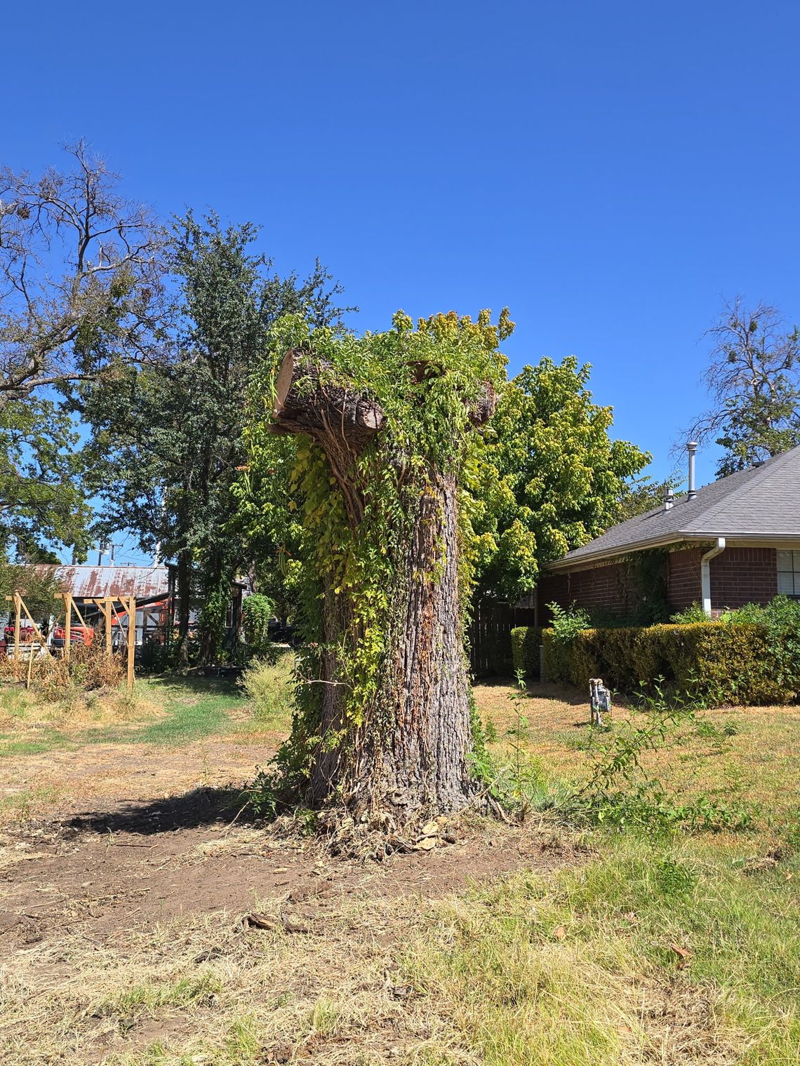 Old oak to get new life as Collinsville pirate Old oak to get new life as Collinsville pirate