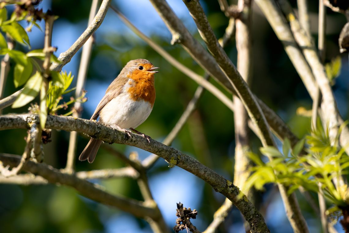 Sherman-Hagerman Bird Festival slated for May 16 at Hagerman NWR